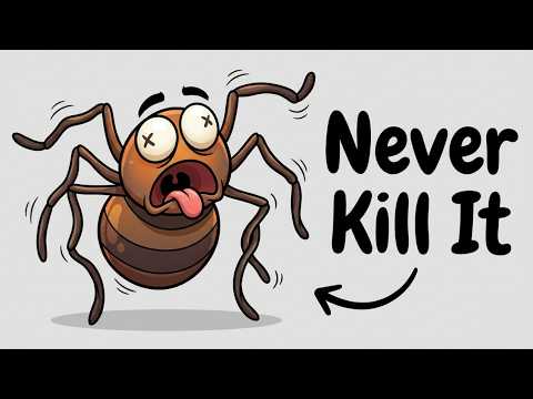 The real reason why you should never kill the spider in your corner