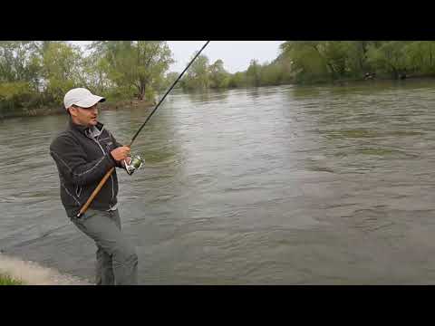 Catfish Spinning Where Ibar Meets  Morava - Silicon Lure - Som - Silure - Wels - Waller - Sastavci