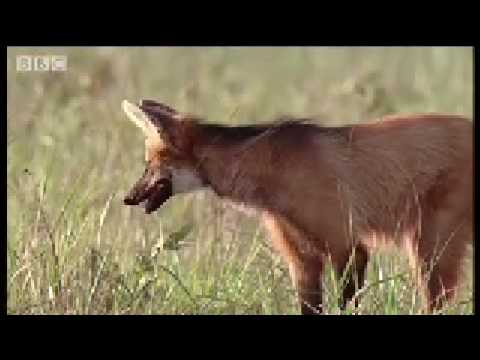 The Realm of the Maned Wolf  Natural History