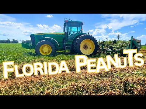 Peanut Harvest (Step 1)