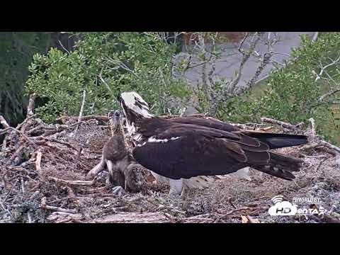2018 - Skidaway Osprey Live Nest Cam