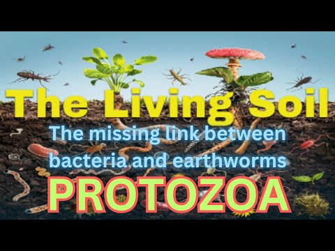 PROTOZOA: The Missing Link Between Bacteria And Earth Worms
