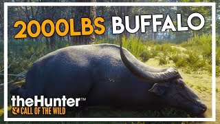 Hunting a 2000lbs Water Buffalo in theHunter Call of the Wild (Parque Fernando DLC Gameplay #1)