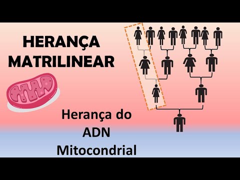 Herança Matrilinear: Herança do DNA Mitocondrial | Biologia na YRA