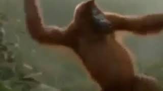 Download lagu AREK AREK LUNGGA LUNGGA mp3 Download lagu AREK AREK LUNGGA LUNGGA mp3