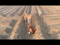 Dog Meeting For The First Time The Desi Pets Meeting Dogmeeting Rajanimalsguru