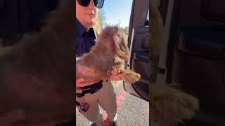 Video preview image #1 Dachshund Puppy For Sale in San Antonio, TX, USA