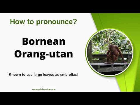 How to pronounce (Bornean Orang-utan) Correctly in English