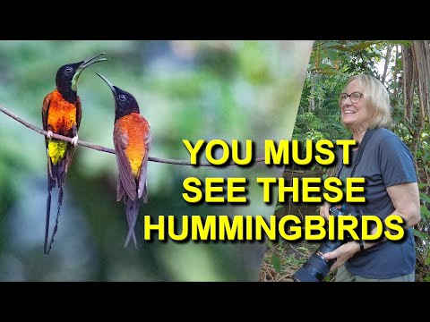 I Found the Most Beautiful Hummingbird in Brazil