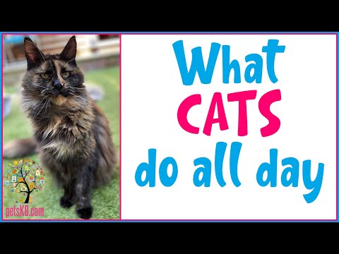 What do cats do all day? And how much do cats sleep?