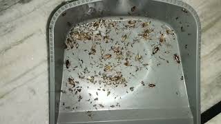 How to get rid of Cockroaches in  kitchen and Cupboard || best💯 result don
