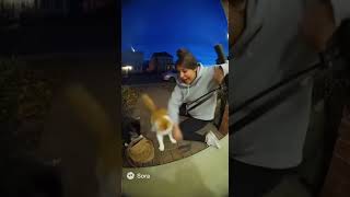 My cats made a bomb #catshorts #soraai #cats #catsvideo