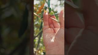 IDDAÈ pt.1 (l’origine) #youtubeshorts #sicilia #musicasiciliana #newmusic #newartist