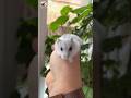 Cute Rat Sounds Mouse Sounds Shorts