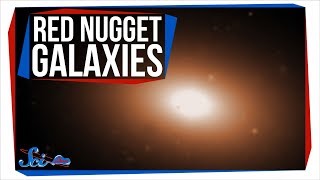 Red Nugget Galaxies: The Universe's Ultimate Survivors