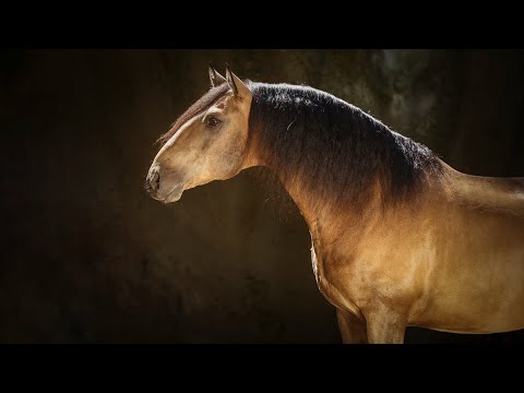 **SOLD** 10 YO Piro Free Golden Veiga Stallion - perfect amateur horse (REF#329)