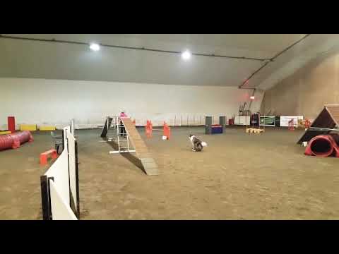 Mozart treenaa 9.12.18