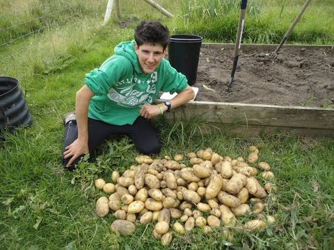 download lagu mp3 mp4 Dutch Cream Potatoes Uses, download lagu Dutch Cream Potatoes Uses gratis, unduh video klip Dutch Cream Potatoes Uses