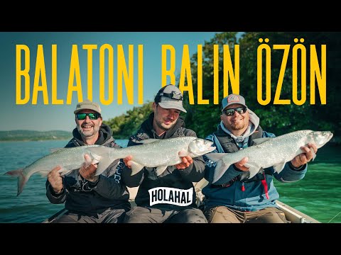 Holahal? 59 - Amikor minden csillag összeáll