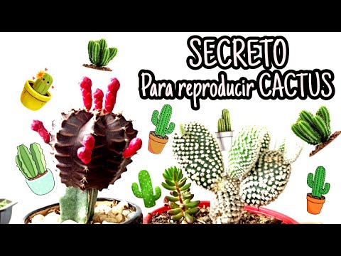 , title : '2 metodos de reproducir cactus'
