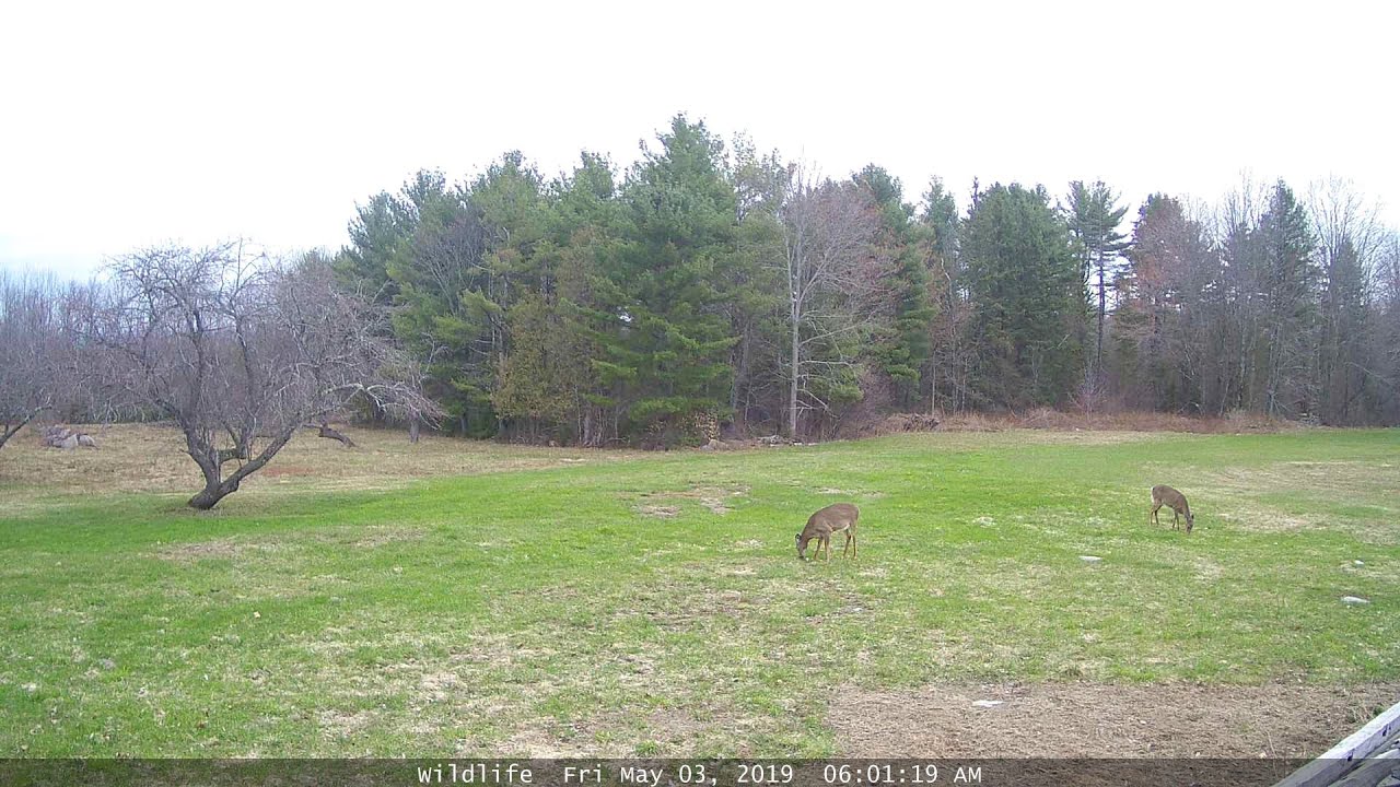 Live webcam view of Back PTZ Cam at the Raccoon Saloon