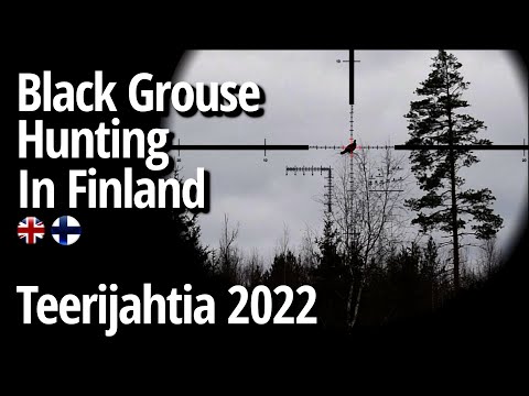 Teerijahti 2022 - Black Grouse Hunting In Finland