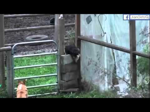 หมาพันธุ์เล็ก