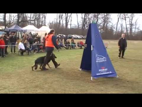 2013 FCI Quali. SV LG 13 Ronald Brenner mit Gerry vom Waisagrund Schutzdienst