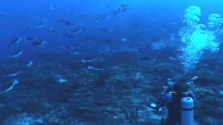 Nassau Grouper Spawning, Sandbore Lighthouse Reef Atoll