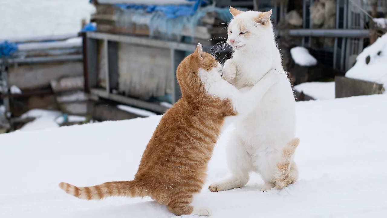 【人気の猫写真 2026年2月】NEKOくらぶ Feb/2026 ～ネコ好きはヤメラレナイ～