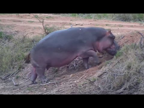 When the sun sets, the hippo comes out of the water to graze -  Djuma Waterhole