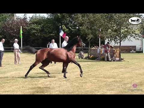 N 148 MAGIC AL GAZAL   Strohen 2021 International B Show   Stallions 4 6 Years Old Class L