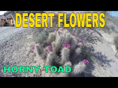 Desert Flowers..Horny Toad...Great Hikes in Quartzite