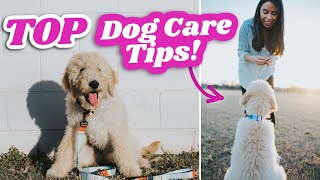 5 Things ALL Dogs NEED! 🐶 My brutally honest opinion & pet hacks
