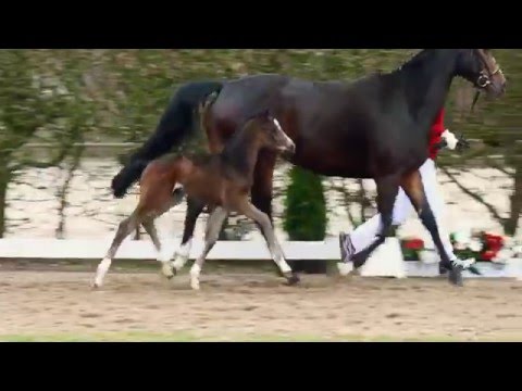 61 Fabio Castello  HF v. Foundation - San Amour I