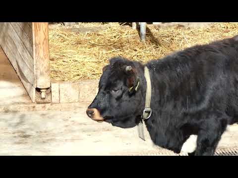 Muh Kuh Pustertaler Sprinzen Tag der Kuh 14. Juli 2023 Tiergarten Zoo Schönbrunn Panasonic Lumix