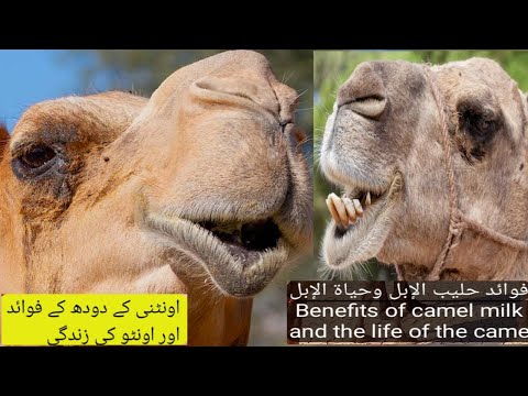 Camel in Amazing Biography | #camel #amazing #biography