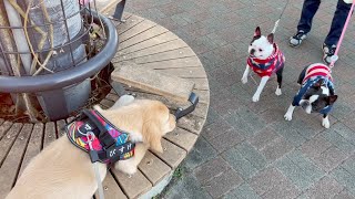 I saw that Bisuke was unusually playing with his dogs happily lol 【Golden retriever puppy】