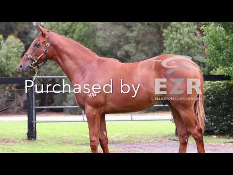 Shooting to Win x Fast And Loose - yearling colt