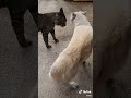 How To Tell If A Cat Is Playing Or Fighting