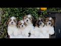 Shih Tzu dogs for sale: Felix  - Video 1