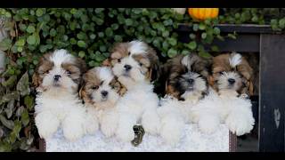 Video preview image #1 Shih Tzu Puppy For Sale in GORDONVILLE, PA, USA