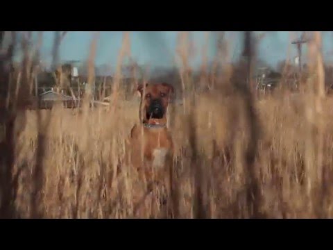 93feetofsmoke - I got a bag of crushed dreams like wht u needin mane (Shot By: @ShallowView )