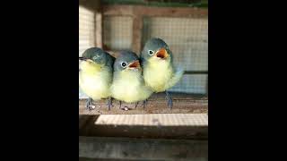 Download lagu anakan burung remetuk laut,kuniran, mp3 Download lagu anakan burung remetuk laut,kuniran, mp3