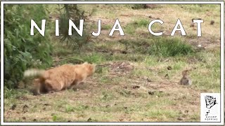 Ninja Cat Kills Rabbit