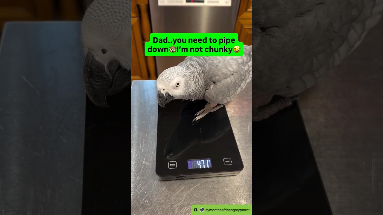 Symon says: So I gained a few grams😳It’s just my winter weight🤣🦜Please Sub❤️#funnyparrot #cag