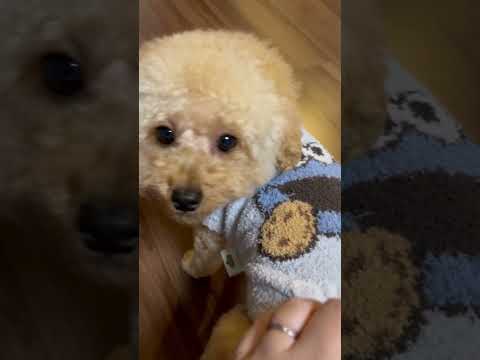 経営学科 クッキーモンスターを着たトイプードル15ヶ月 #toypoodle　#トイプードル  #おパンツカット　#クッキーモンスター　#セサミストリート