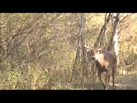 Walking to Death -- Deer & Deer Hunting TV, Season 4, Episode 6