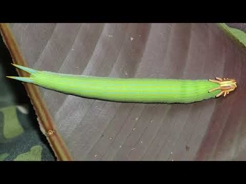 Opsiphanes cassina (Nymphalidae)