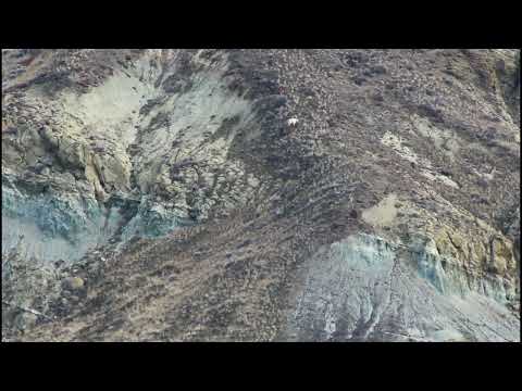 Mountain Goat and Bighorn Sheep